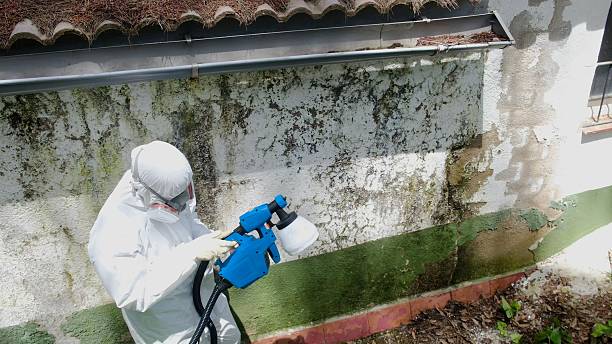 Trusted Mold Remediation service in Corapeake, NC - Cheap Mold Removal